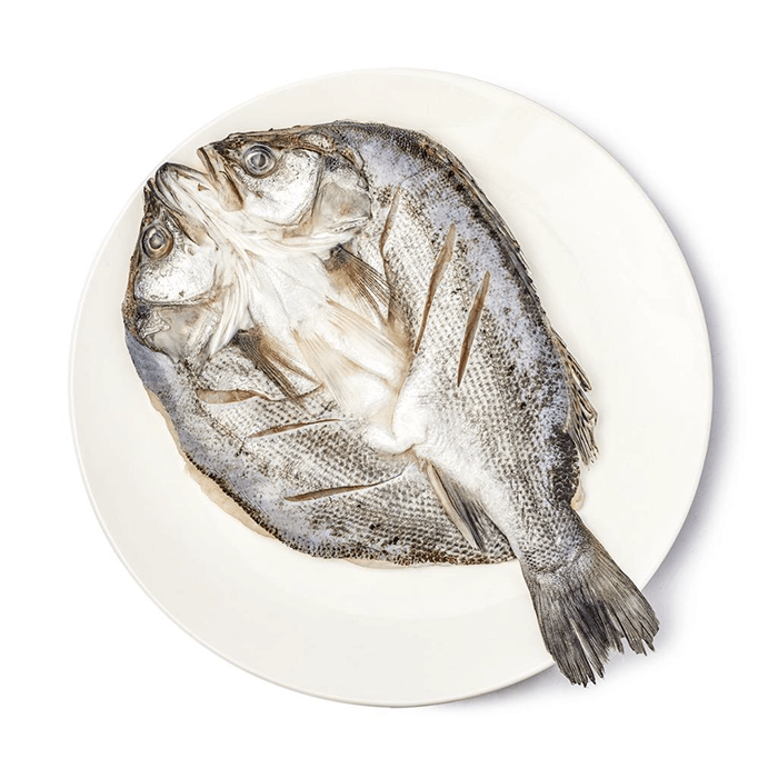 Sea Bass Butterfly