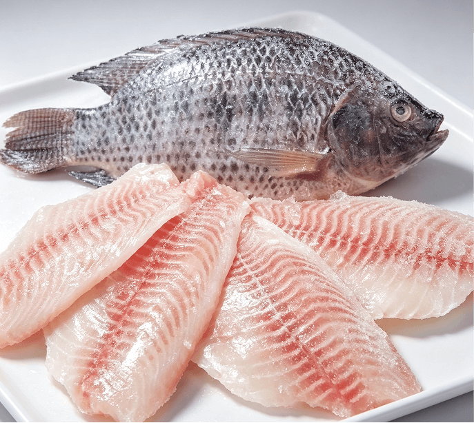 Tilapia